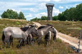 Heinz Sielmann Stiftung: PM Weideauftrieb in der Kyritz-Ruppiner Heide: Konik-Pferde erhalten die Heide