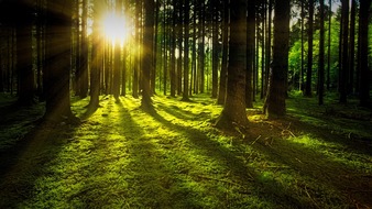 Global Nature Fund: Wald retten und dabei Geld verdienen? Fallstudien WaldInvest – Einladung zum Online-Event