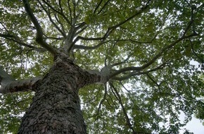 ZDF: "planet e." im ZDF über neue Wälder für mehr Klimaschutz