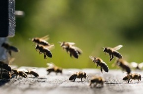 Wave Kommunikation: Bienen brauchen Schutz: Lichtenauer lädt zu kostenfreien Info-Vorträgen ein