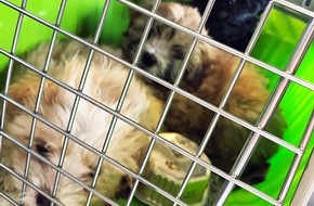 Polizeipräsidium Recklinghausen: POL-RE: Marl: Fünf Hundewelpen aus Transporter befreit