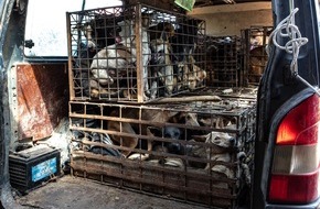 VIER PFOTEN - Stiftung für Tierschutz: Dix millions de chiens et de chats sont abattus chaque année en Asie du Sud-Est