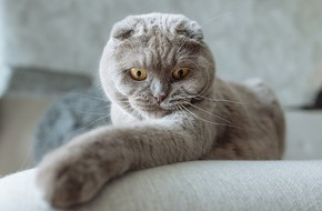 VIER PFOTEN - Stiftung für Tierschutz: Qualzucht bei Katzen für fragwürdige Schönheitsideale