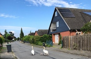 Polizeiinspektion Lüneburg/Lüchow-Dannenberg/Uelzen: POL-LG: ++ "Polizeiliche Begleitung" - Schwanenfamilie durch Wohngebiet zurück zum Teich geleitet ++ Metall aus leerstehender Lagerhalle gestohlen ++ Feuer bei Recyclingbetrieb ++ mehr als ...