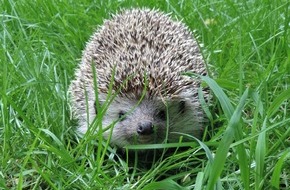 VIER PFOTEN - Stiftung für Tierschutz: Gefährliche Gartengeräte für Igel