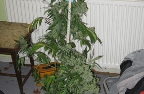Polizeiinspektion Hildesheim: POL-HI: Cannabis-Indooranlage im Landkreis Wolfenbüttel ausgehoben.