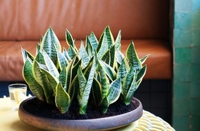Blumenbüro: Bogenhanf ist Zimmerpflanze des Monats August / Die unverwüstliche Wüstenschönheit: Der Bogenhanf