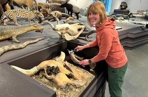 Naturmuseum St. Gallen: Der Auerochse vom St.Galler Marktplatz: neue Erkenntnisse zu archäologischen Funden