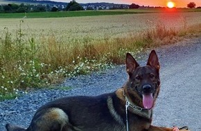 Polizeipräsidium Nordhessen - Kassel: POL-KS: Nach Festnahme von mutmaßlichen Dealern: Diensthund Janko spürt Drogenversteck auf