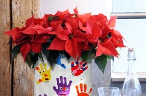 Stars for Europe GbR: Weihnachtssterne für jede Generation / Pflanzliche Weihnachtsdekoration nicht wegzudenken (BILD)