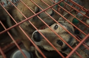 VIER PFOTEN - Stiftung für Tierschutz: Hoi An verbietet als erste Stadt in Vietnam Hunde- und Katzenfleisch / VIER PFOTEN begrüsst die Massnahmen zum Schutz von Hunden, Katzen und Menschen