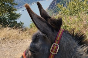 Loreley Touristik: Loreley Touristik: Esel-Wandern: mit Langohr und Führer die Loreley-Region entdecken
