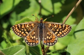 Bergwaldprojekt e.V.: Falter brauchen Futterpflanzen: Bergwaldprojekt-Freiwillige arbeiten für den Schutz des Skabiosen-Scheckenfalters in der Rhön