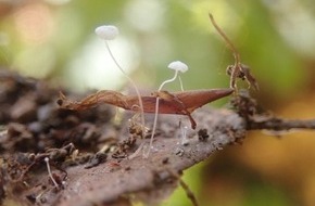 Heinz Sielmann Stiftung: PM Großer Artenreichtum auf der Schwäbischen Alb: Rund 700 Pilzarten in Waldbiotop bei Lauterstein erfasst