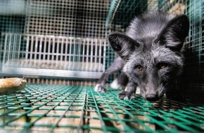 VIER PFOTEN - Stiftung für Tierschutz: Des images choquantes tournées dans des fermes d’élevage d’animaux à fourrure finlandaises montrent des renards blessés, malades et devenus cannibales
