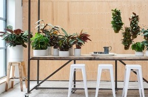 Blumenbüro: Mit Zimmerpflanzen entspannen / Botanische Wellness-Momente mit Calathea, Kentia-Palme und Farn