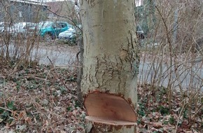 Polizeiinspektion Stade: POL-STD: Unbekannte sägen drei Bäume im Himmelpfortener Steinmetzpark an - Polizei sucht Zeugen