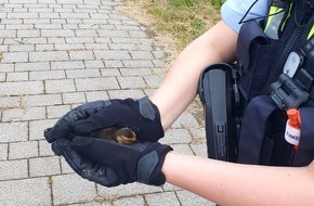 Kreispolizeibehörde Märkischer Kreis: POL-MK: Enten-Mama macht mit ihren Küken einen Ausflug ins Freibad
