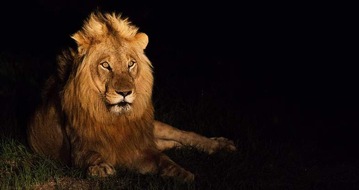 Noctourismus in Südafrika: Zwischen Sternenhimmel, Busch-Abenteuern und urbaner Nachtkultur