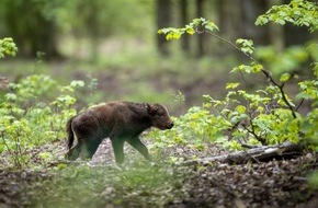 Heinz Sielmann Stiftung: Nachwuchs bei Deutschlands gr&ouml;&szlig;ter Wisentherde in der D&ouml;beritzer Heide