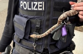 Polizeidirektion Ratzeburg: POL-RZ: Kornnatter in Ahrensburg aufgefunden