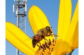 diagnose:funk: Weltbienentag am 20. Mai: Bienen leiden unter Mobilfunkstrahlung