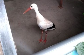 Polizeidirektion Landau: POL-PDLD: Böbingen - Verletzter Storch