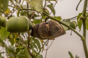 Original Food GmbH: Sacha Inchi, das Öl gegen Koka-Anbau