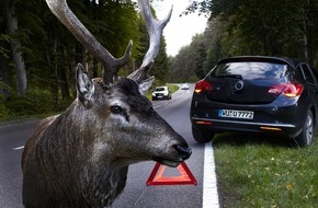 HUK-COBURG: Hirsche kennen keine Verkehrsregeln / An Waldstücken und Feldern: Geschwindigkeit anpassen und vorsichtig fahren / Was tun beim Wildunfall?