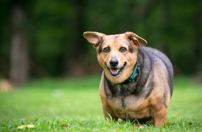 Bundesverband für Tiergesundheit e.V.: Wenn der Hund zu dick ist: Abspecken lohnt sich
