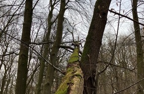 Freiwillige Feuerwehr Bad Salzuflen: FF Bad Salzuflen: Kurioser Einsatz: Feuerwehr rettet Hund vom Baum / Ein Mischling klettert im Bad Salzufler Stadtwald einen umgestürzten Baum acht Meter hoch