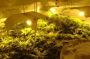 Polizeiinspektion Hildesheim: POL-HI: Hildesheimer Rauschgiftfahnder heben Cannabis-Indoor-Plantage aus.