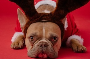Klarna: Mehr als 50 % der deutschen Haustiere können sich auf ein Weihnachtsgeschenk freuen.