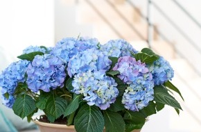Blumenbüro: Wenn sie ihre Blüten blicken lässt, ist der Frühling offiziell angekommen / Es ist so weit: Die Hortensie ist wieder da