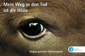 Deutscher Tierschutzbund e.V.: PM - NRW verbietet Lebendtiertransporte in Drittstaaten