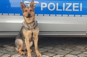 Polizei Hamburg: POL-HH: 220816-2. Diensthündin "Mia" stellt 19-Jährigen nach Flucht vor der Polizei