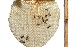 Museum Wiesbaden: Von tanzenden Bienen bis zum Urban Beekeeping: Honiggelb startet ab 7. März im Museum Wiesbaden