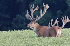 Landesjagdverband Schleswig-Holstein e.V.: ð¦ Sensation: Rothirsch-Wanderung in Schleswig-Holstein erstmals mit GPS-Sender erfasst