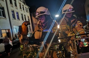Freiwillige Feuerwehr Lehrte: FW Lehrte: Feuerwehren Hämelerwald und Röddensen retten Papagei "Coco" nach missglücktem Ausflug