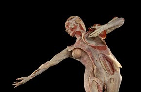 Institut für Plastination e. K.: FR:EIA - Das weltweit erste 3-D Faszienplastinat - ab sofort im Berliner KÖRPERWELTEN Museum