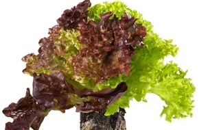 Coop Genossenschaft: "Living salads": elles restent fraîches longtemps / Nouveauté: Coop vend des salades avec leur motte de terre