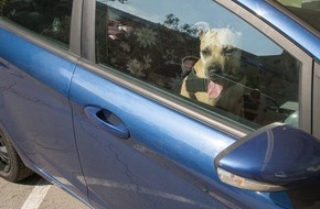 VIER PFOTEN - Stiftung f&uuml;r Tierschutz: Danger mortel en &eacute;t&eacute;: ne jamais laisser un chien seul dans une voiture