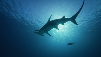 Nat Geo Wild: Furcht und Faszination: National Geographic WILD widmet den Jägern der Meere im Juli die Sonderprogrammierung "Hai Life"