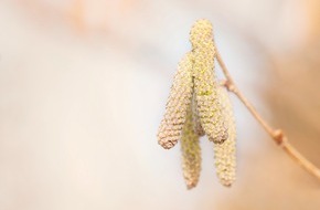 aha! Allergiezentrum Schweiz / aha! Centre d'Allergie Suisse: Medienmitteilung: Jetzt blüht die Hasel – neben Viren nun auch Pollen in der Luft