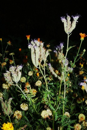 Dr. Hauschka feiert das 70jährige Bestehen des WALA Heilpflanzengartens