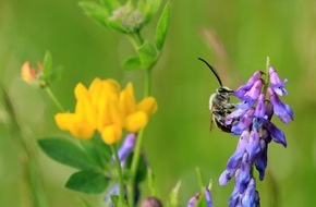 toom Baumarkt GmbH: toom im Engagement für Biodiversität durch neue DINA-Studie bestärkt / Neue DINA-Studie zeigt: aktuell keine Erholung der Insekten-Biomassen feststellbar