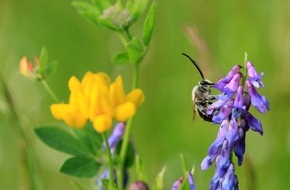 toom Baumarkt GmbH: toom im Engagement für Biodiversität durch neue DINA-Studie bestärkt / Neue DINA-Studie zeigt: aktuell keine Erholung der Insekten-Biomassen feststellbar