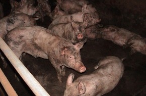 VIER PFOTEN - Stiftung für Tierschutz: Skandalös: Schwyzer Bezirksamt schützt nicht tiergerechte Schweinemast