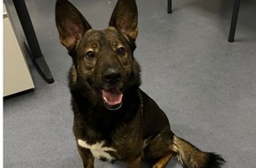 Polizei Duisburg: POL-DU: Hamborn: Hund Benji "stellt sich" - Besitzerin erleichtert