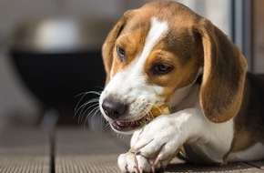 Mars Petcare: Tag der Zahngesundheit - Hart, härter, Zahnbruch: Beliebte Hunde-Snacks alarmieren Tiermediziner